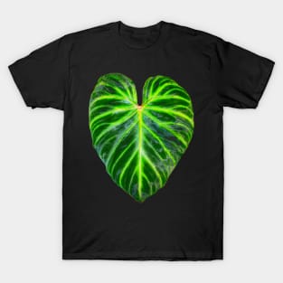 Philodendron verrucosum leaf - botanical illustration T-Shirt